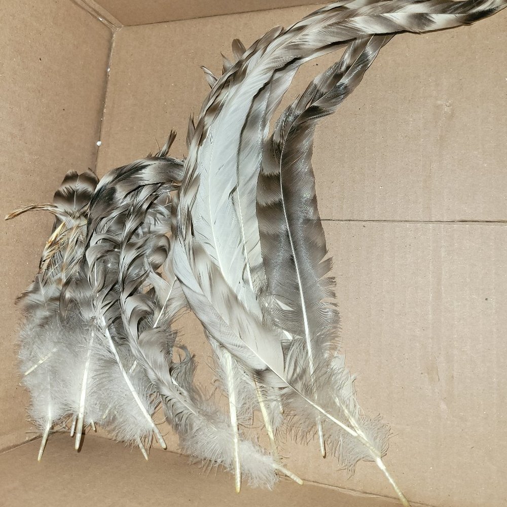 ROOSTER CURL FEATHERS